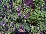 African Blue Basil