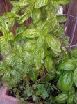 Sweet Basil