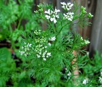 Cilantro Blooms