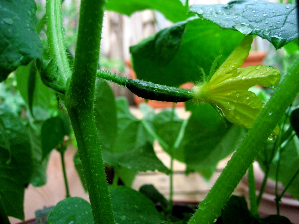 Cool As A&nbsp;Cucumber