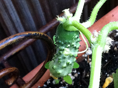 FRANKENSTEIN CUCUMBER