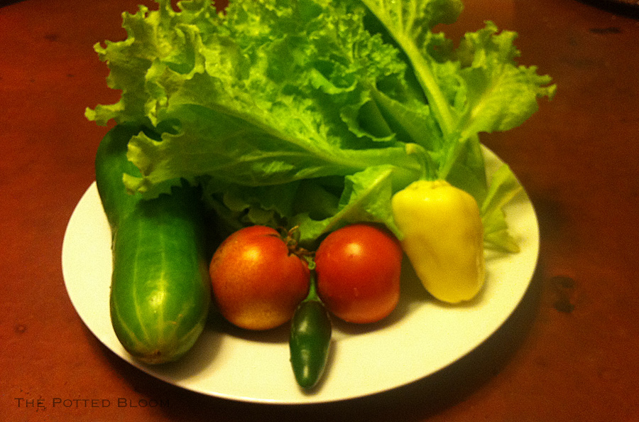 End of Summer&nbsp;Bounty