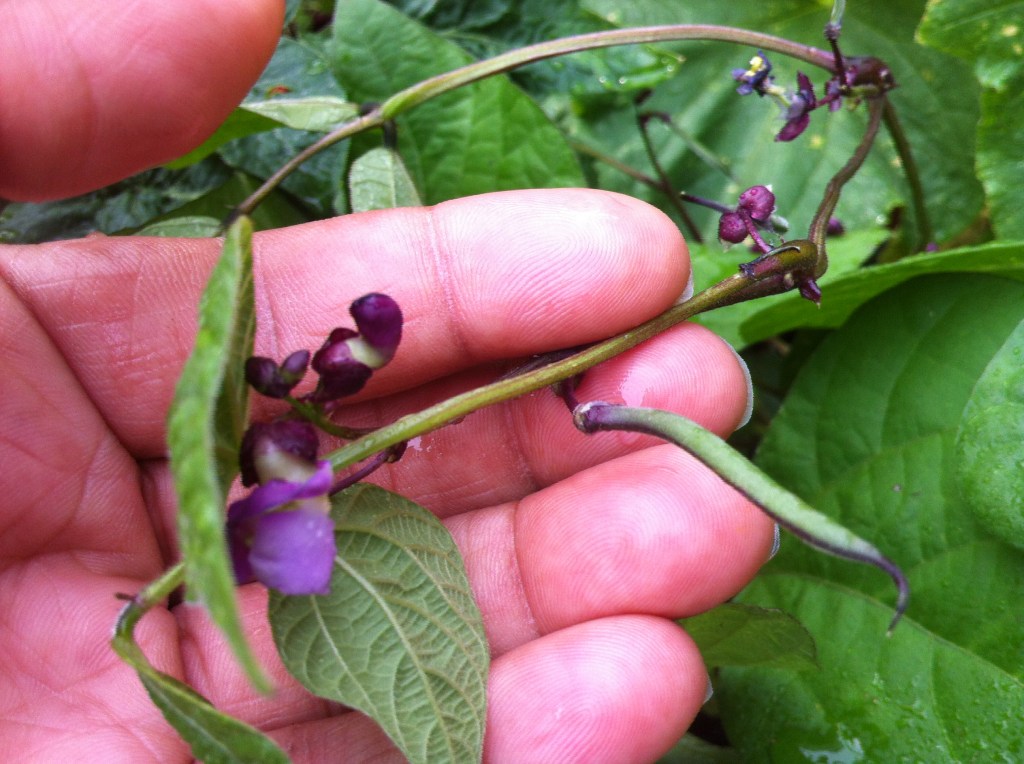 The Bush Bean Called Purple&nbsp;Queen