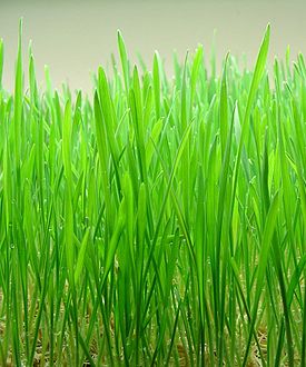 Growing wheatgrass for dogs – Baltimore Dogs |&nbsp;Examiner.com