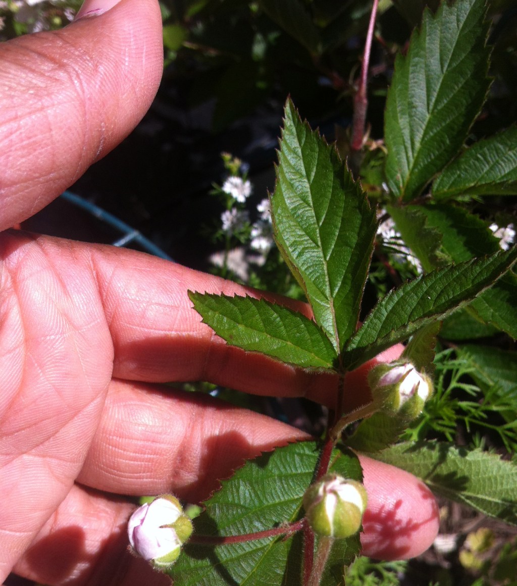 Miss Berry’s Babies