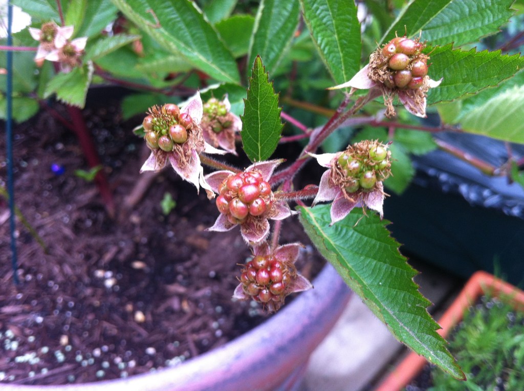 Arapaho Blackberry in a&nbsp;Container