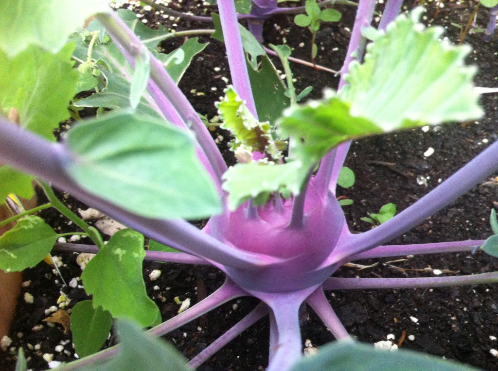 It’s Called Kohlrabi