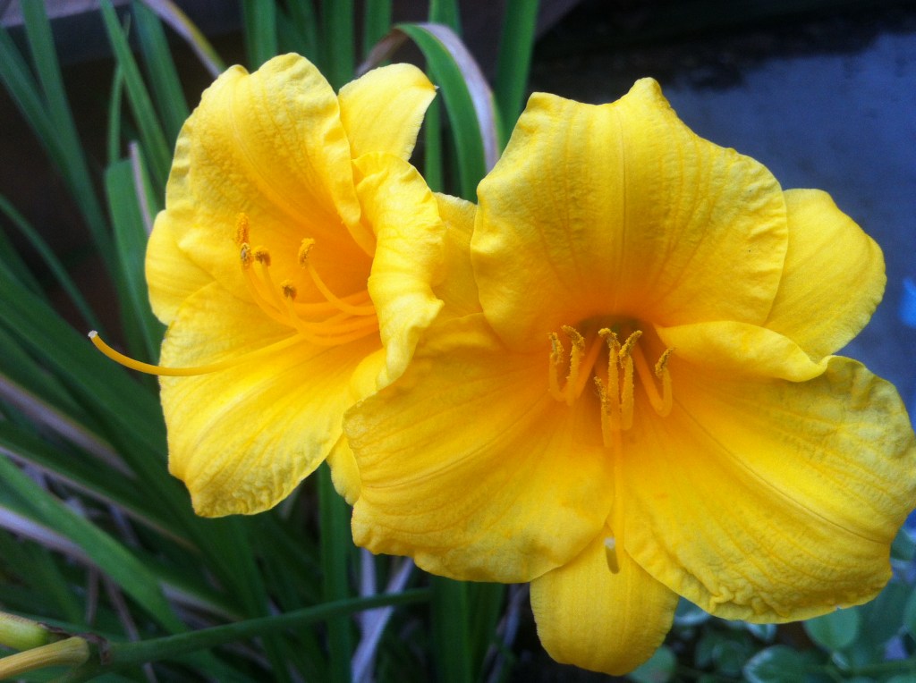 Don’t Forget The&nbsp;Flowers