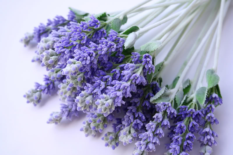How To: Grow Lavender&nbsp;Plants