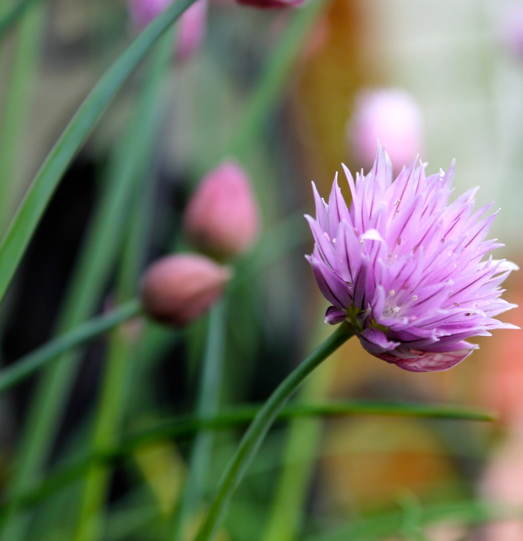 Glorious Chives